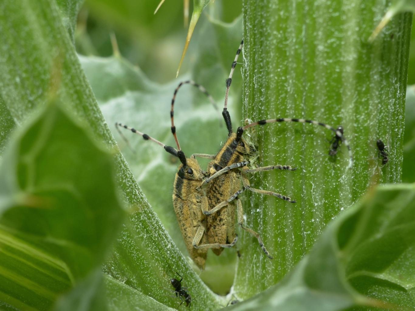 Agapanthia sicula malmerendii